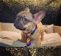 franse bulldog pups beschikbaar verschillende kleuren - 4 - Thumbnail