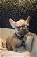 franse bulldog pups beschikbaar verschillende kleuren - 5 - Thumbnail