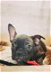 franse bulldog pups beschikbaar verschillende kleuren - 7 - Thumbnail