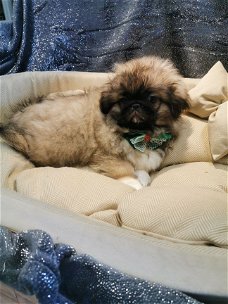 pekingees pups zoeken thuis!