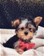 york-shire pups klaar om geadopteerd te worden - 1 - Thumbnail