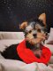 york-shire pups klaar om geadopteerd te worden - 2 - Thumbnail