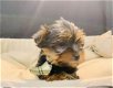 york-shire pups klaar om geadopteerd te worden - 3 - Thumbnail