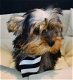 york-shire pups klaar om geadopteerd te worden - 4 - Thumbnail