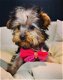 york-shire pups klaar om geadopteerd te worden - 5 - Thumbnail