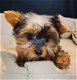 york-shire pups klaar om geadopteerd te worden - 6 - Thumbnail
