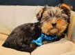 york-shire pups klaar om geadopteerd te worden - 7 - Thumbnail