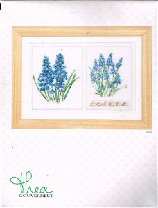 AANBIEDING THEA GOUVERNEUR BORDUURPAKKET , MUSCARI  443