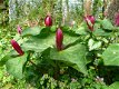 Trillium sessile - 1 - Thumbnail