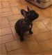 Franse Bulldog pup - 1 - Thumbnail