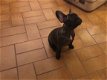 Franse Bulldog pup - 2 - Thumbnail