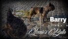 Franse Bulldog pup - 7 - Thumbnail