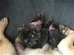 Franse Bulldog pup - 6 - Thumbnail