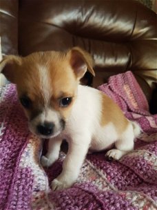 Chihuahua Puppies voor adoptie