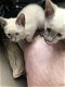 Ragdoll / Perzische kittens - 1 - Thumbnail