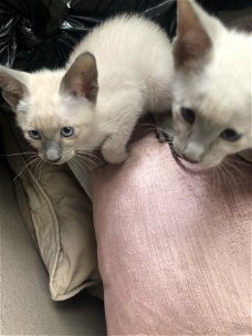 Ragdoll / Perzische kittens