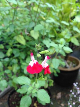 Salvia microphylla Hotlips - 1