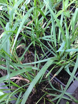 Sweetgrass of Vanillegras - 1