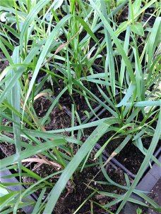 Sweetgrass of Vanillegras