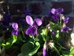 Maarts viooltje - 1 - Thumbnail