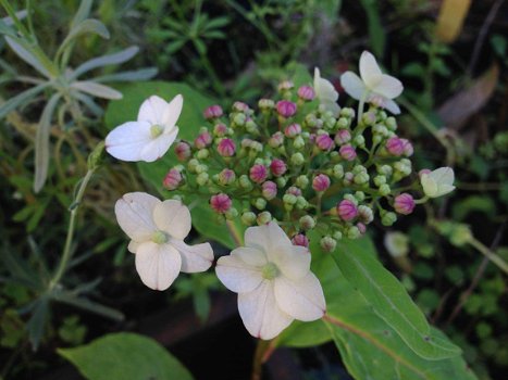 Japanse theehortensia - 1