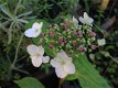 Japanse theehortensia - 1 - Thumbnail