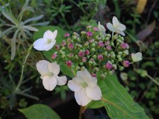 Japanse theehortensia