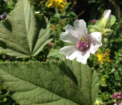 Heemst, Marsh-mallow? - 1