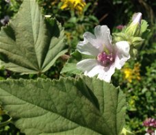 Heemst, Marsh-mallow?