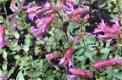 Rijkbloeiende Origanum met hopachtige bloemen - 1 - Thumbnail