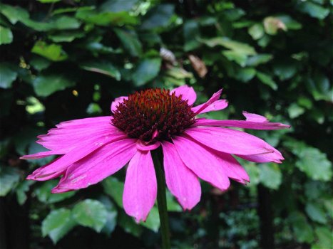 Zonnehoed Echinacea - 1