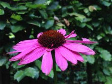 Zonnehoed Echinacea