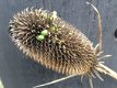 Dipsacus sativus, een bijzondere kaardebol - 1 - Thumbnail