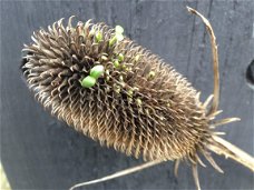 Dipsacus sativus, een bijzondere kaardebol