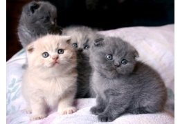 Schitterende reuen en vrouwelijke Scottish Fold-kittens - 1