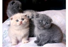 Schitterende reuen en vrouwelijke Scottish Fold-kittens