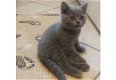 Blauwe Britse korthaar kittens - 1 - Thumbnail
