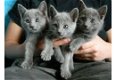 Russische blauwe katjes - 1 - Thumbnail