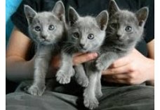 Russische blauwe katjes