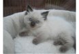 Ragdoll Kittens Ready - 1 - Thumbnail
