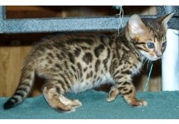 Cute Bengal kittens Available - 1