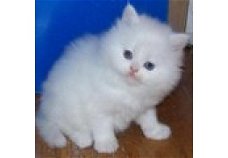 CFA geregistreerde Perzische kittens voor adoptie...  