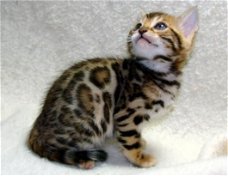 leuk uitziende baby kittens beschikbaar!!!!