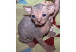 Sphynx Kittens - 1