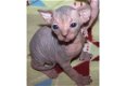 Sphynx Kittens - 1 - Thumbnail