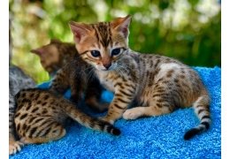 Mooie mannelijke en vrouwelijke Bengaalse kittens beschikbaar - 1