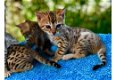 Mooie mannelijke en vrouwelijke Bengaalse kittens beschikbaar - 1 - Thumbnail