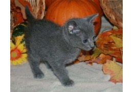 Russische blauwe kittens - 1