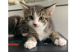 Maine Coon Kittens Gccf Geregistreerd - 1