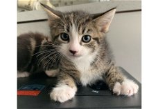 Maine Coon Kittens Gccf Geregistreerd